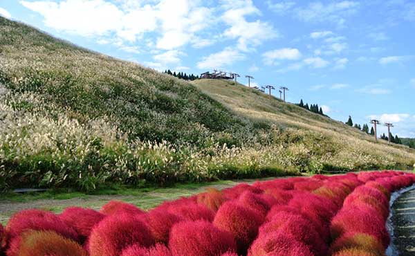 箱館山コキアパークの紅葉 琵琶レイクオーツカ 湖畔の宿