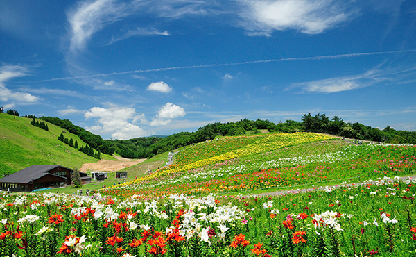 びわこ箱館山ゆり園 箱館山コキアパーク グリーンシーズンオープンのご案内 6月30日 8月26日 琵琶レイクオーツカ 湖畔の宿